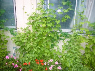 P1070483