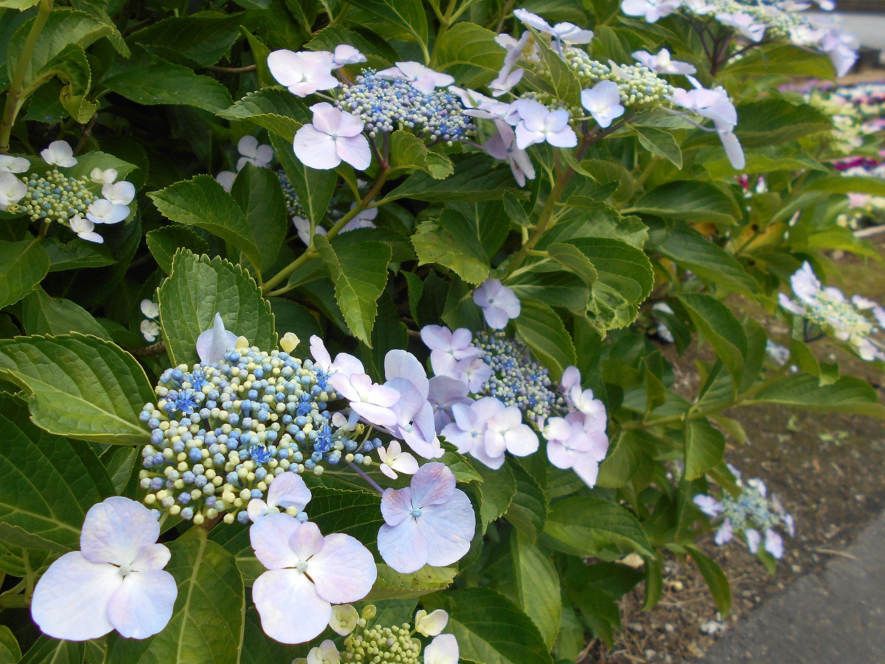 DSCN1794