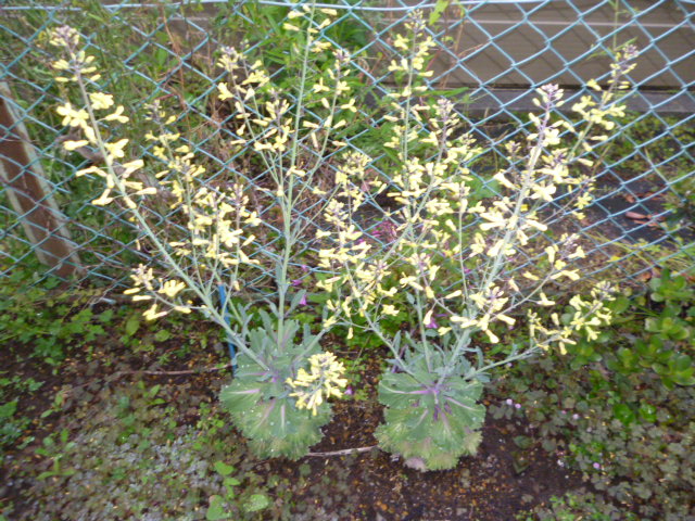 P1070334